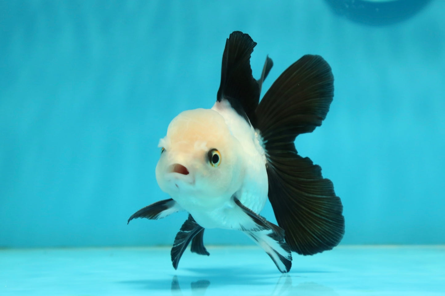 [SINGLE] Panda Oranda Male 4-4.5 inches #112924SO_06