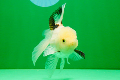 [SINGLE] Tricolor Oranda Male 4.5 inches #112125SO_02