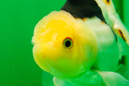 [SINGLE] Tricolor Oranda Male 4.5 inches #080825SO_13