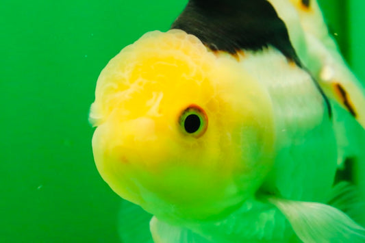 [SINGLE] Tricolor Oranda Male 4.5 inches #080825SO_13