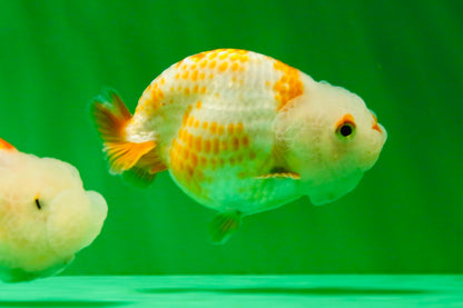 [COUPLE] Red White Lionchu Gender : Unknown 3 inches #041125_09