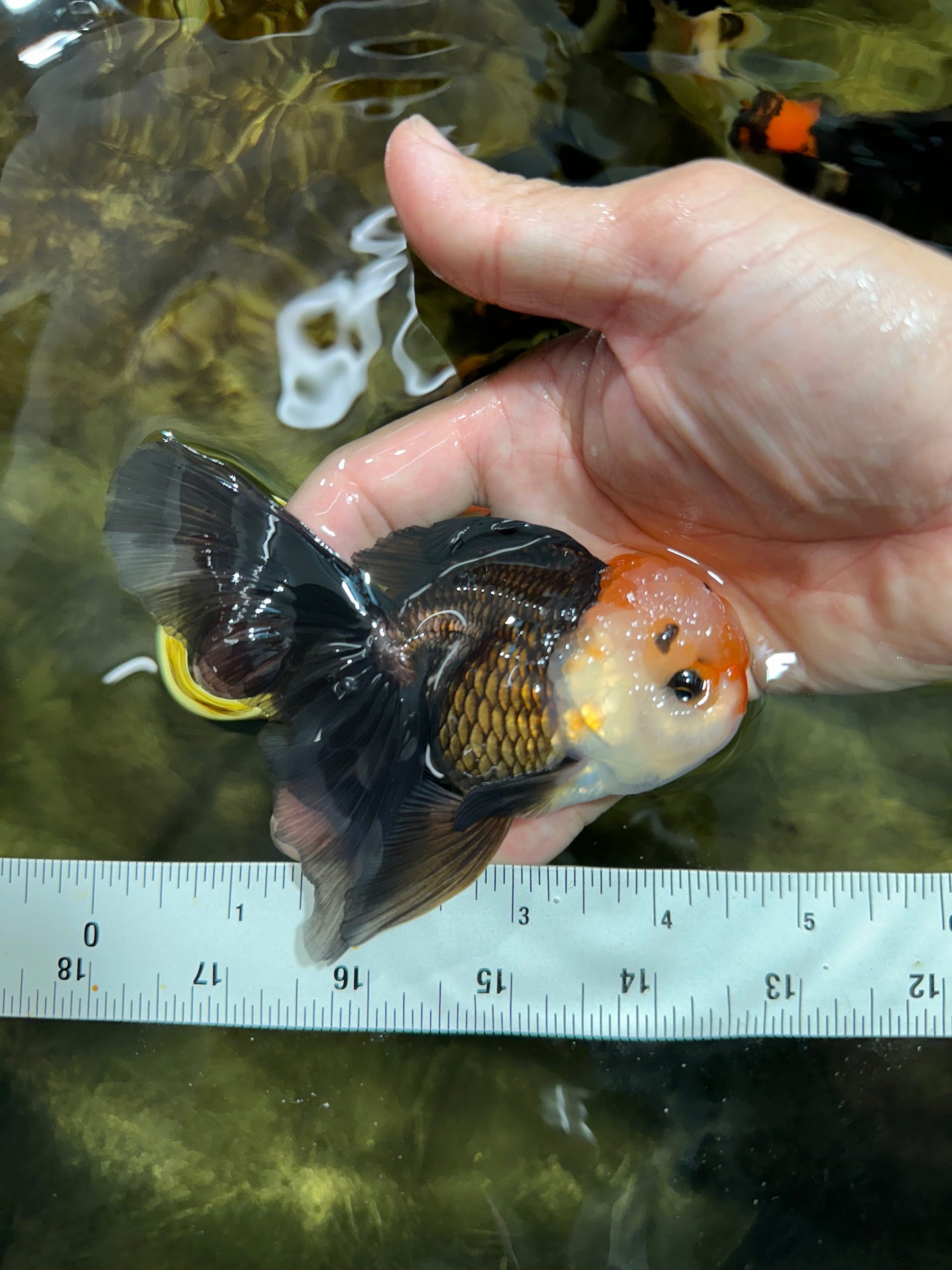 [SINGLE] Tricolor Male Oranda 4.5 inches #101025SO_09