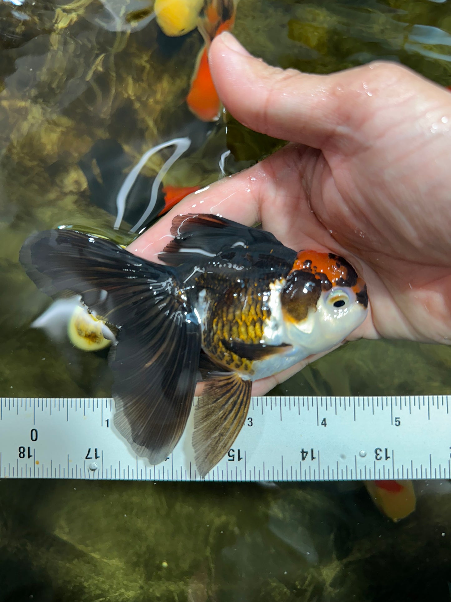 [COUPLE] Red White Male & Tricolor Female Oranda 4-4.5 inches #101025CO_08