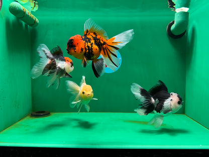 [QUAD] Mix Color All Male Oranda 4.5 inches #051625QO_08