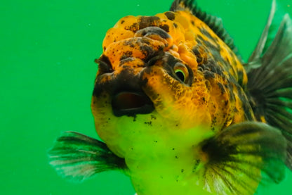 [SINGLE] Tiger Female 4.5 inches #101725SO_02