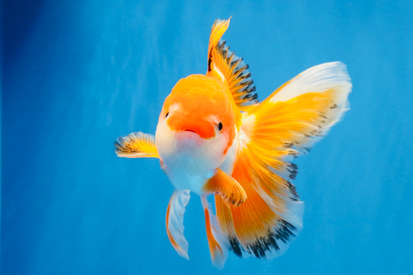 [SINGLE] Red White Oranda Male 4.5 inches #031326SO_07