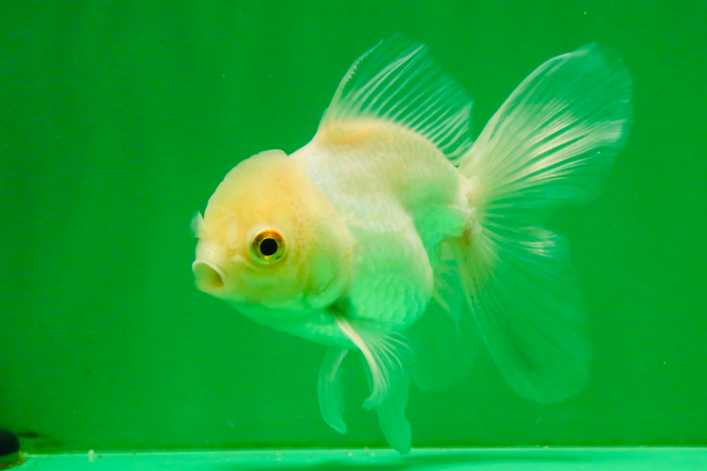 [SINGLE] White Oranda Male 4.5 inches #121925SO_03