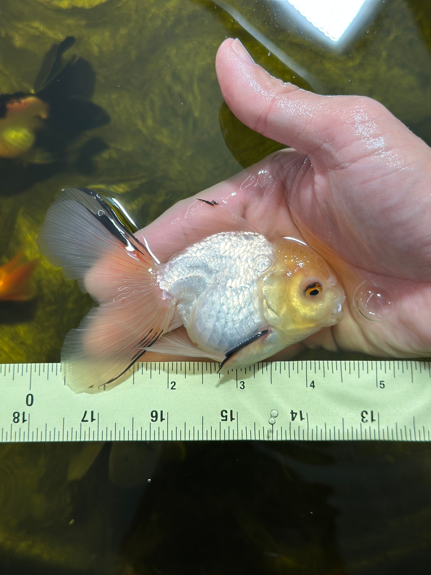 [SINGLE] White Oranda Male 4-4.5  inches #112924SO_13