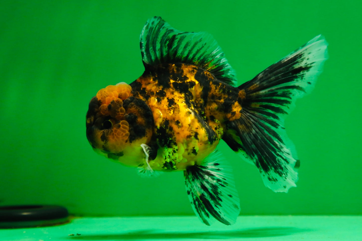 [SINGLE] Tiger Oranda Male 4.5 inches #081525SO_05