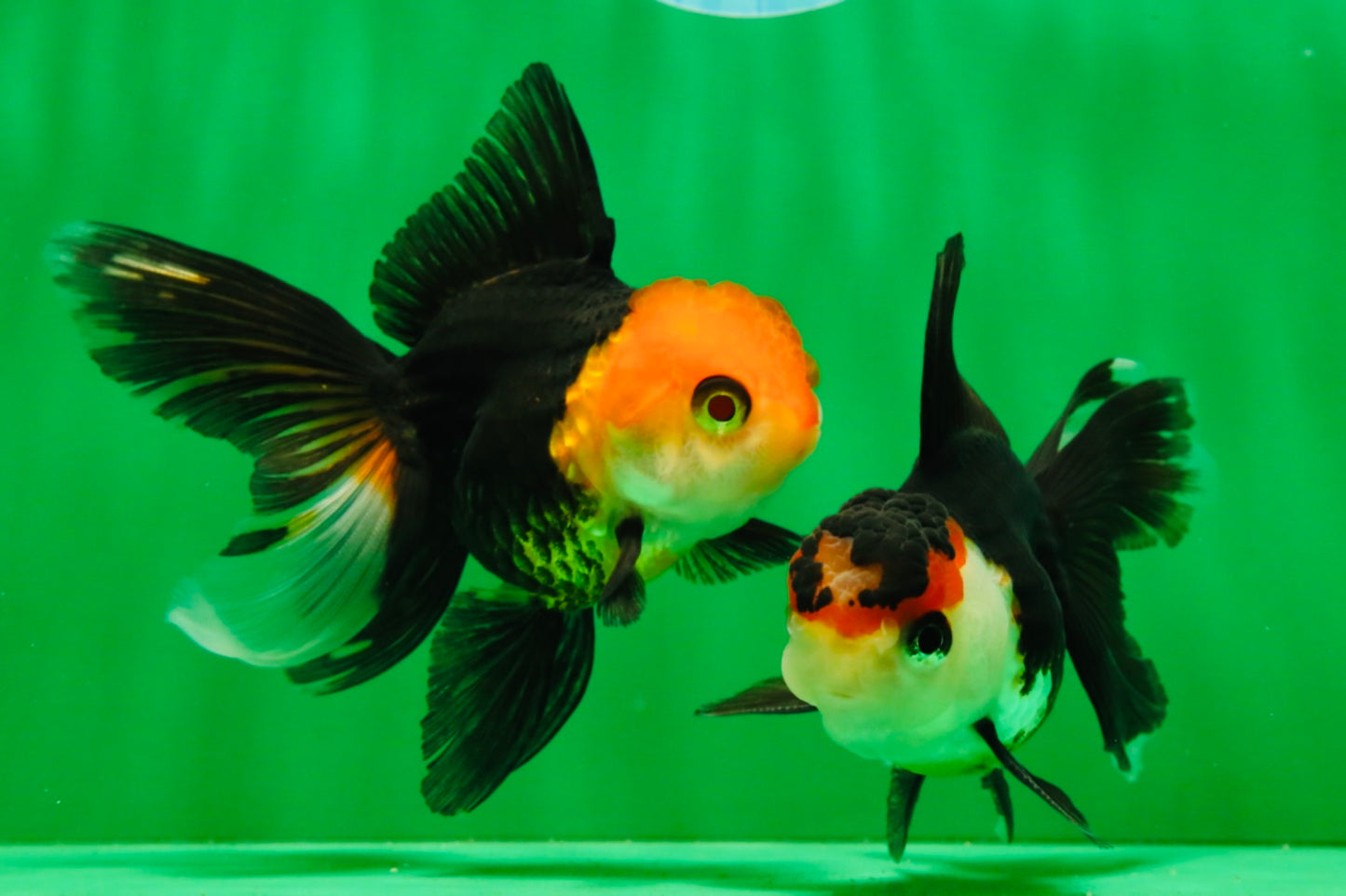 [COUPLE] Tricolor Oranda Male & Female 4-4.5 inches #101025CO_01