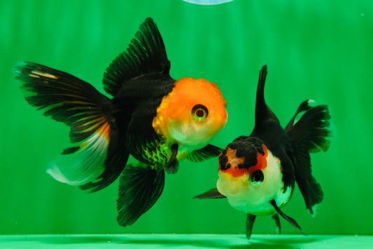[COUPLE] Tricolor Oranda Male & Female 4-4.5 inches #101025CO_01