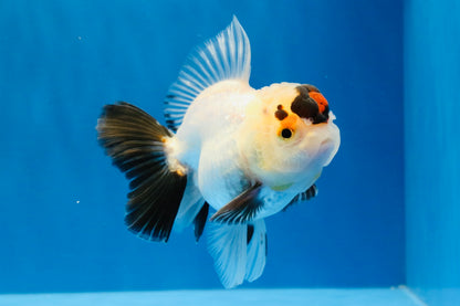 [SINGLE] Tricolor Oranda Male 4 inches #032026SO_04