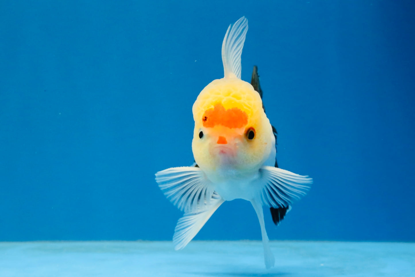 [SINGLE] Tricolor Oranda Male 4 inches #040326SO_07