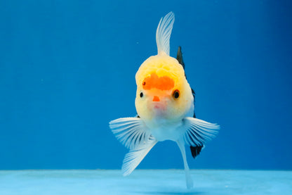 [SINGLE] Tricolor Oranda Male 4 inches #040326SO_07
