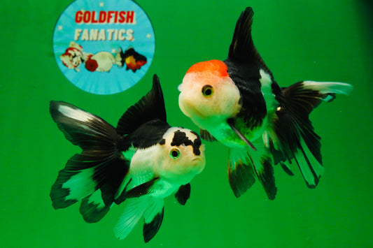 [COUPLE] Tricolor Male & Panda Female Oranda 4.5 inches #101025CO_02