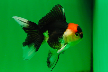 [SINGLE] Tricolor Oranda Female 4.5 inches #080825SO_01