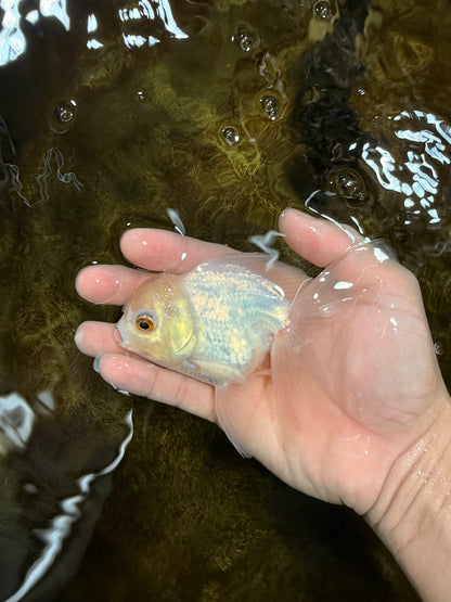 [SINGLE] White Oranda Male 4.5 inches #121925SO_03