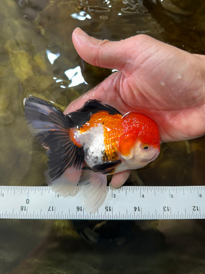 [SINGLE] Tricolor Male Oranda 4.5-5 inches #080125SO_13
