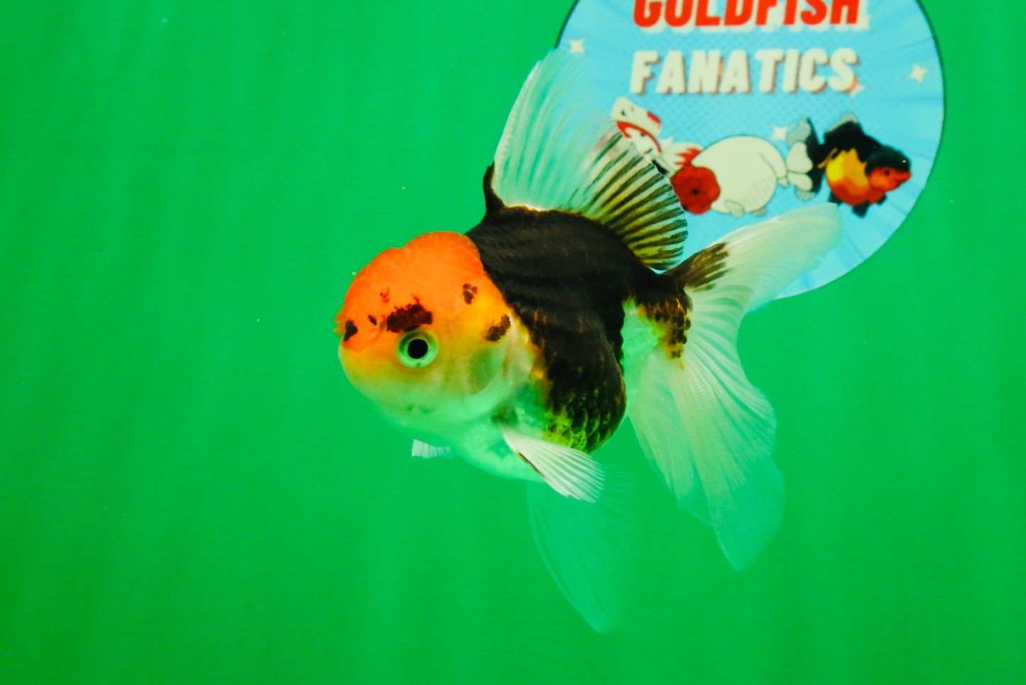 [SINGLE] Tricolor Oranda Female 4-4.5 inches #111425SO_04