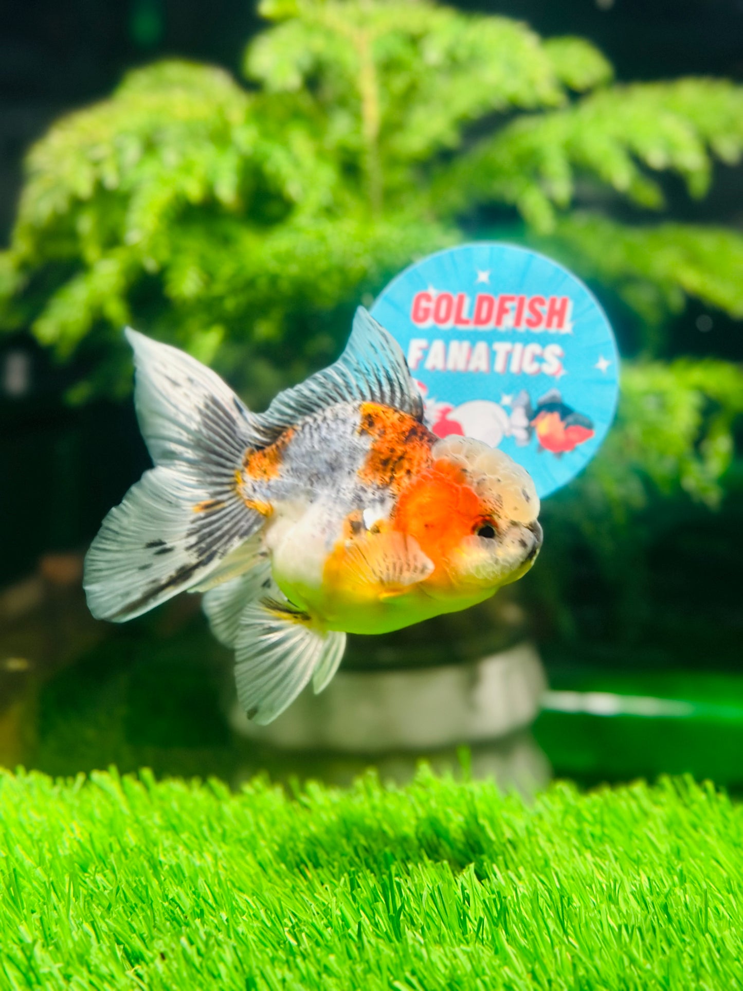 [SINGLE] Calico Oranda Male size 4 inches #112224SO_03