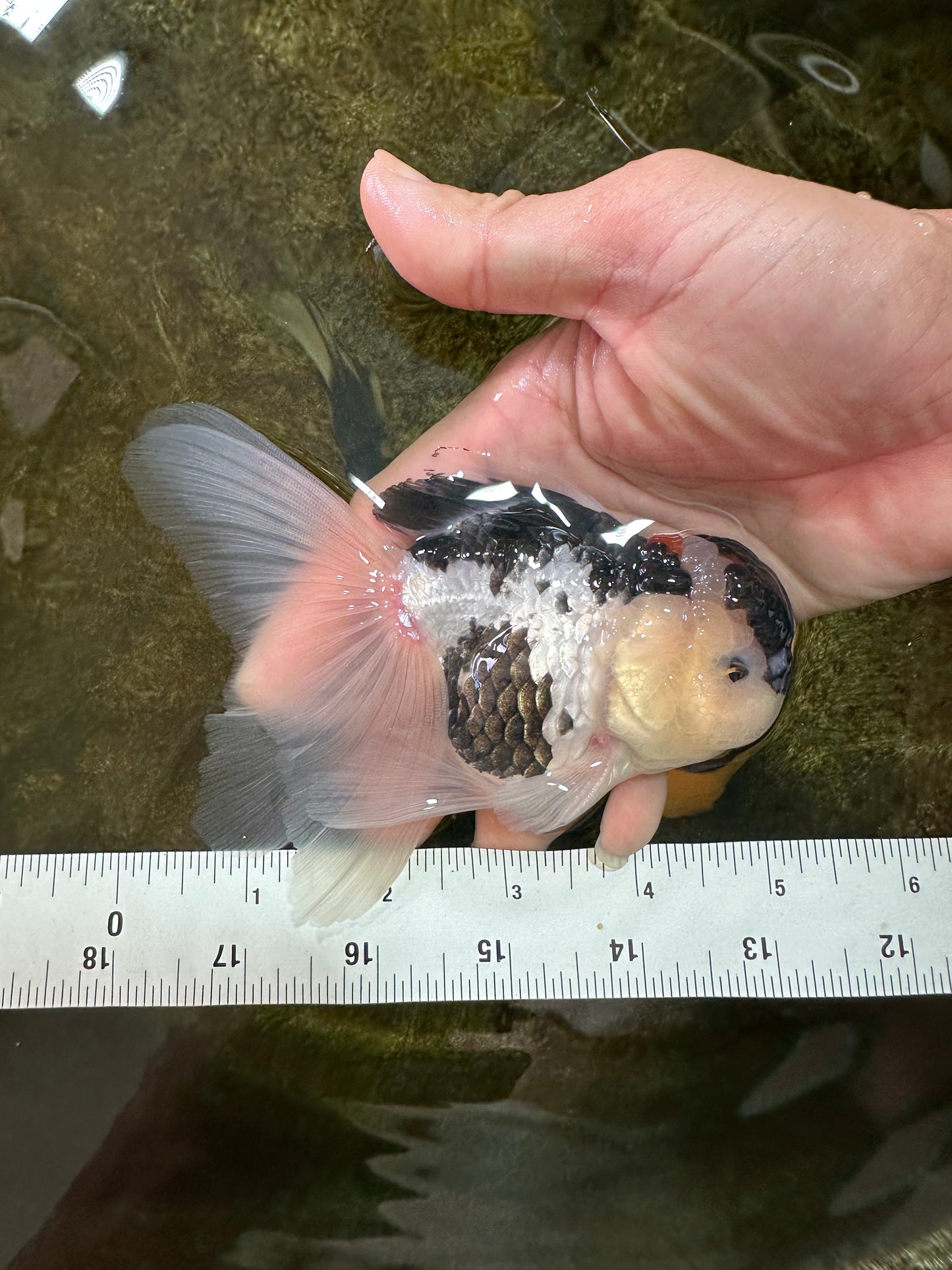 [SINGLE] Panda Oranda Male 4.5-5 inches #080825SO_07