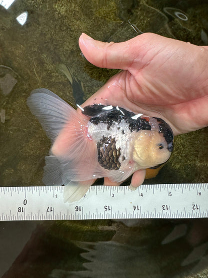 [SINGLE] Panda Oranda Male 4.5-5 inches #080825SO_07
