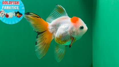 [SINGLE] Tricolor Oranda Female 4.5 inches #062025SO_07