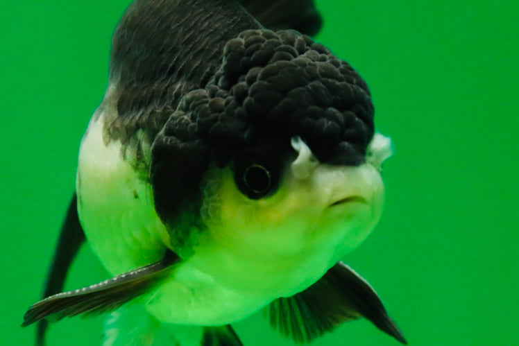 [SINGLE] Panda Oranda Male 4.5 inches #080825SO_10