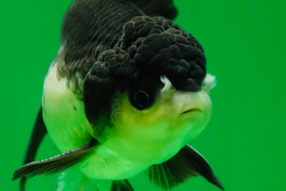 [SINGLE] Panda Oranda Male 4.5 inches #080825SO_10
