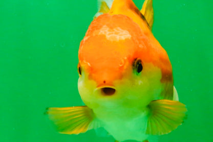 [SINGLE] Orange Female 4.5 inches #103125SO_04