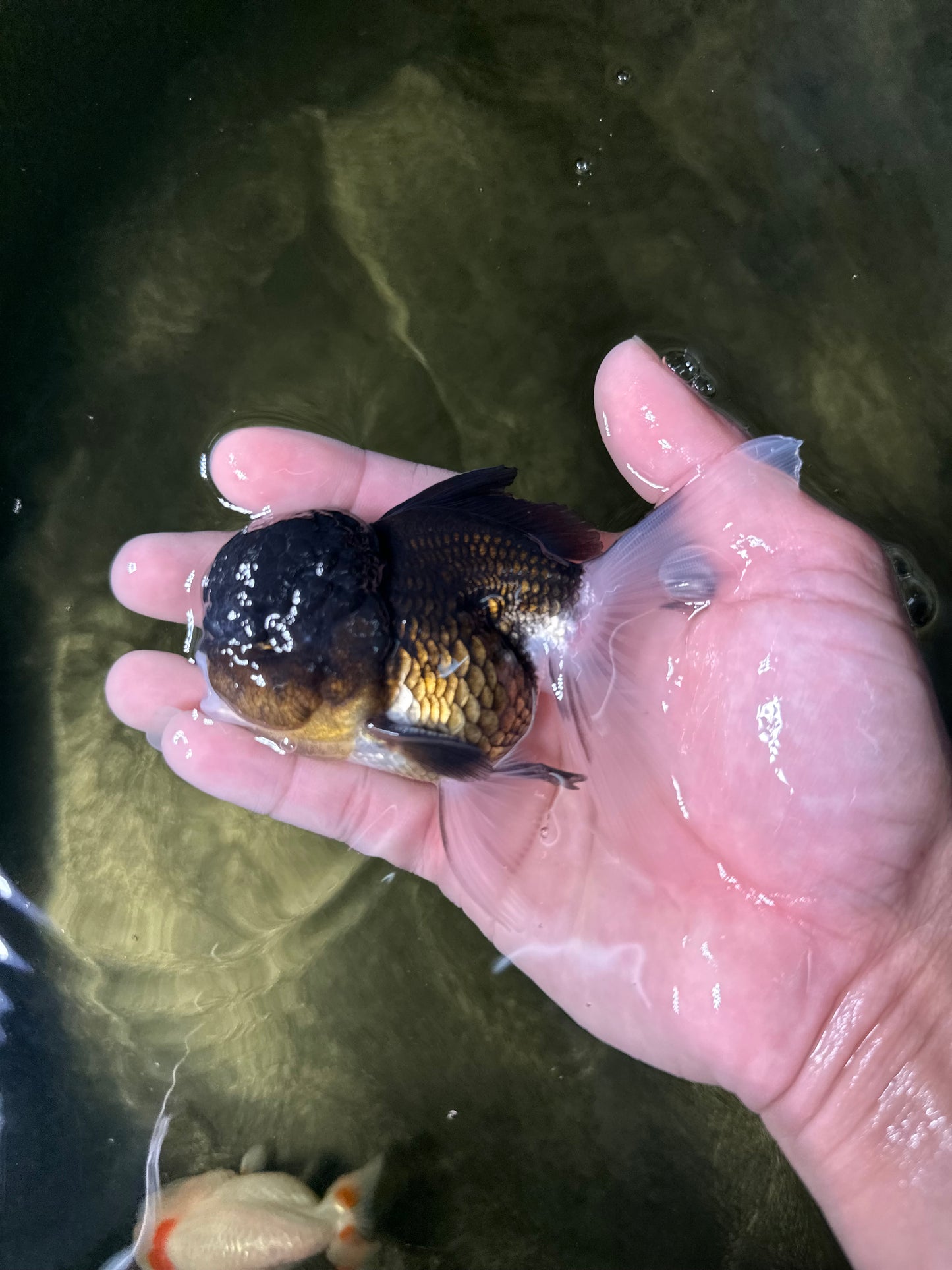 [COUPLE] Tricolor Female & Panda Male Oranda 4-4.5 inches #050225CO_06