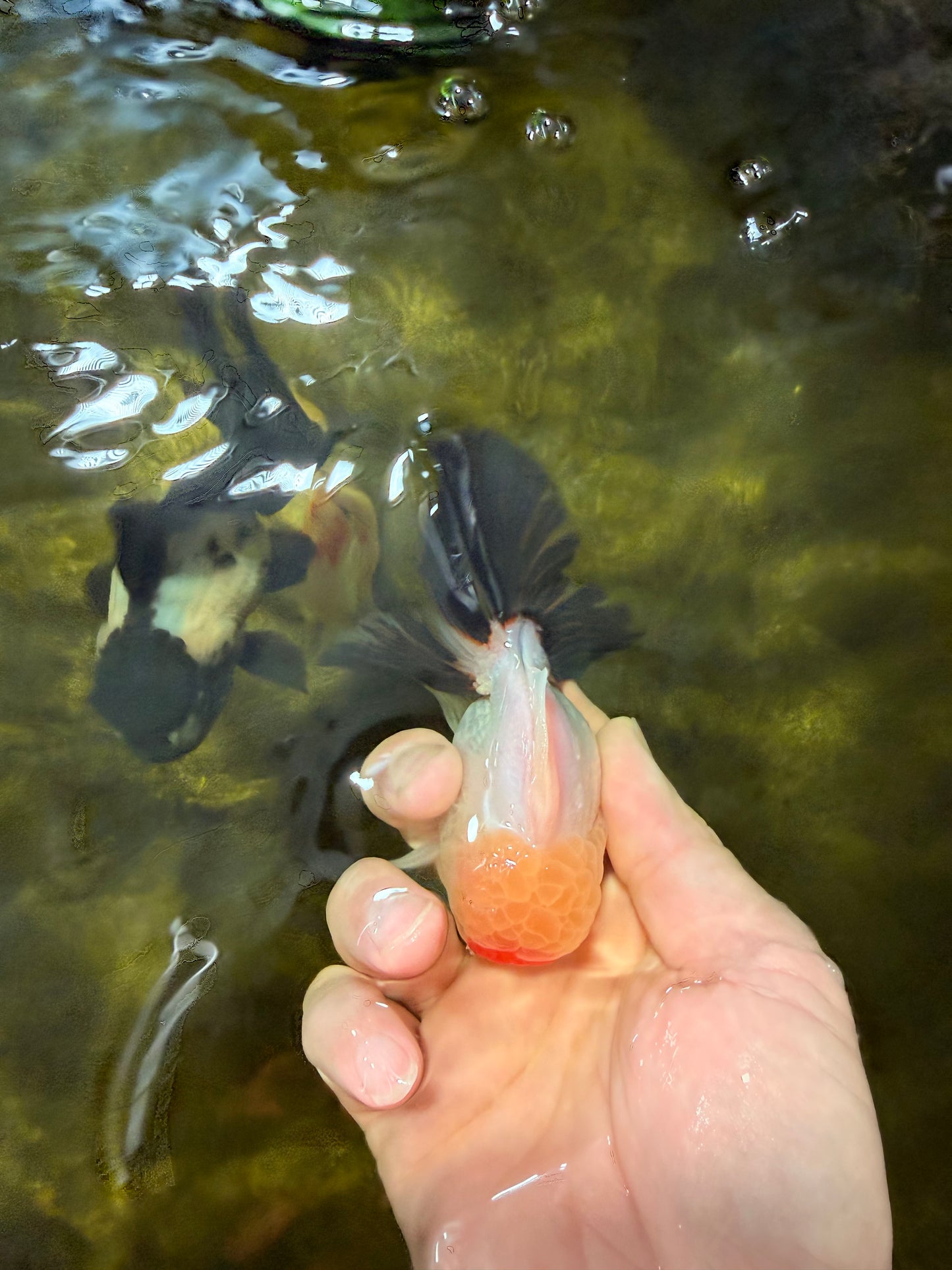 [SINGLE] Tricolor Oranda Male 4 inches #040326SO_07