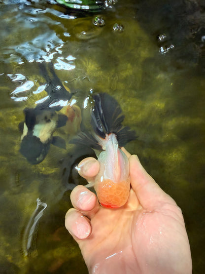 [SINGLE] Tricolor Oranda Male 4 inches #040326SO_07