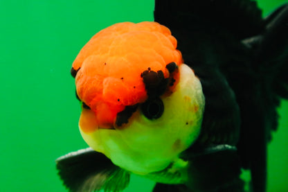 [SINGLE] Tricolor Oranda Male 4-4.5 inches #080825SO_14