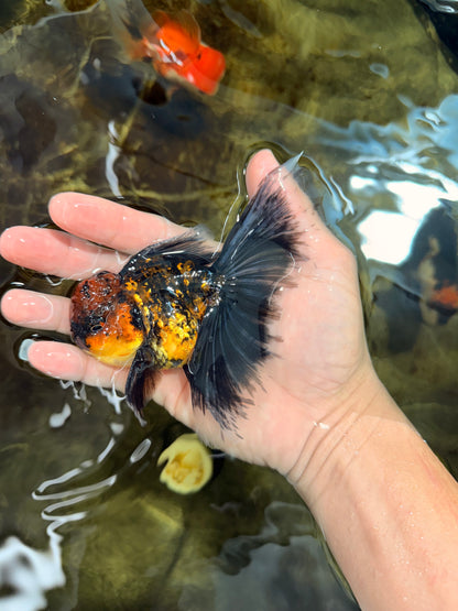 [SINGLE] Tiger Oranda Male 5 inches #112125SO_01