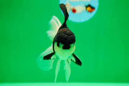 [SINGLE] Panda Oranda Male 5 inches #090525SO_05