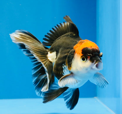 [SINGLE] Tricolor Oranda Male 4-4.5 inches #032026SO_09