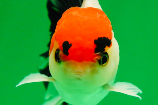 [SINGLE] Tricolor Male Oranda 4-4.5 inches #080125SO_11