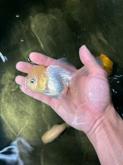 [SINGLE] White Oranda Male 4.5 inches #050225SO_03