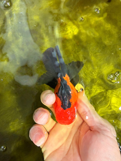 [SINGLE] Apache Oranda Male 4 inches #022726SO_08