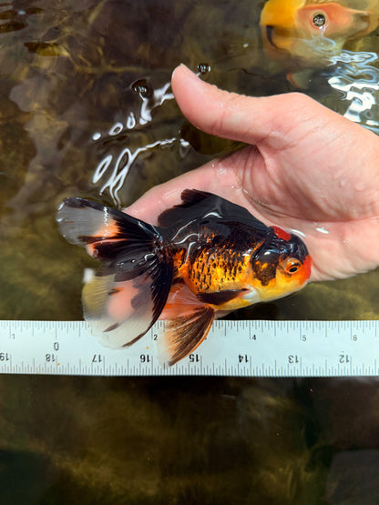 [SINGLE] Tricolor Male 5 inches #101725SO_03