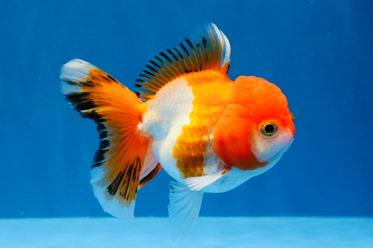 [SINGLE] Orange White Deform Single Bottom Fin Oranda Female 4-4.5 inches #030626SO_08