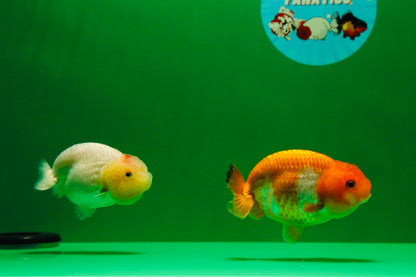 [COUPLE] Red White & Lemonhead Lionchu 3 inches #013125CL_05