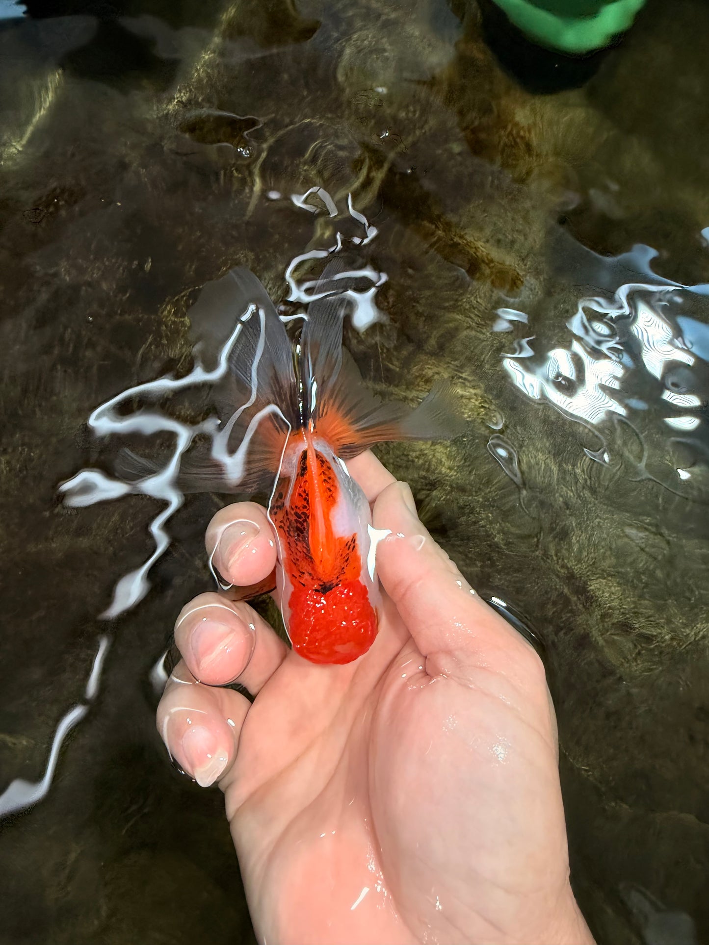 [SINGLE] Tricolor Oranda Female 4 inches #112125SO_07