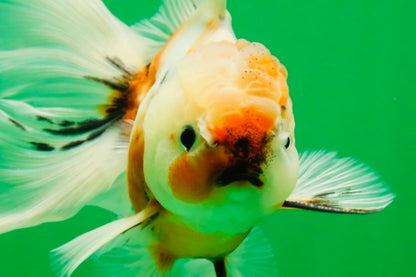 [SINGLE] Calico Oranda Male 4.5-5 inches #091925SO_08