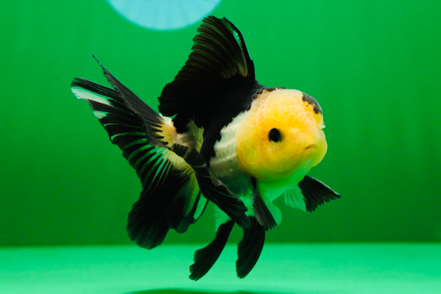 [SINGLE] Panda Oranda Male 4.5 inches #081525SO_03