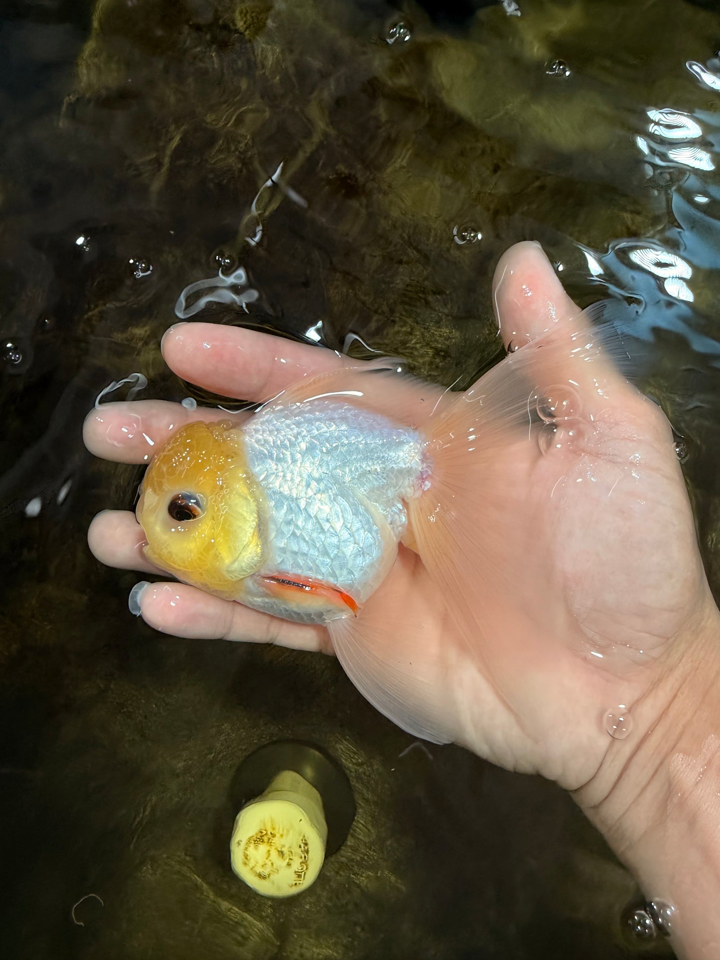 [SINGLE] White Male 5 inches #101725SO_04