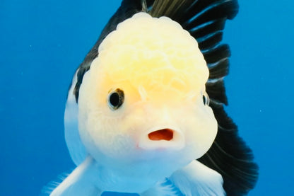 [SINGLE] Panda Oranda Female 4.5 inches #031326SO_02