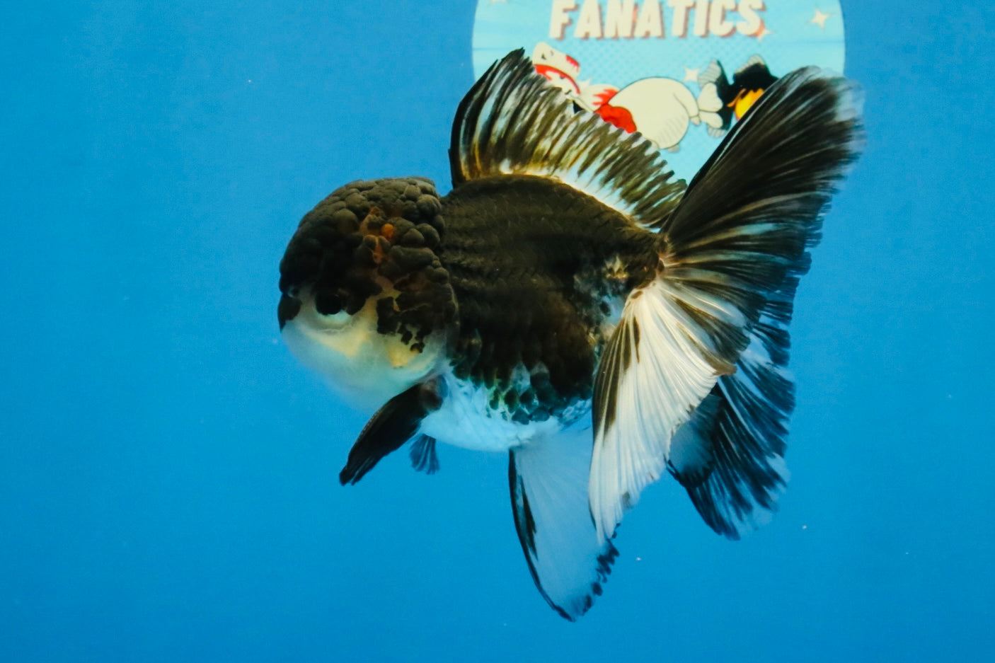 [SINGLE] Tricolor Oranda Male 4-4.5 inches #041726SO_01