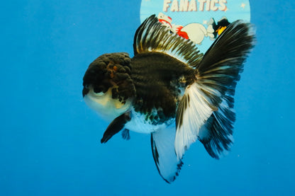 [SINGLE] Tricolor Oranda Male 4-4.5 inches #041726SO_01